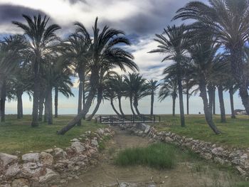 Palm trees on field against sky