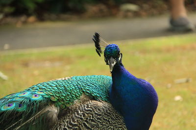 Close-up of peacock