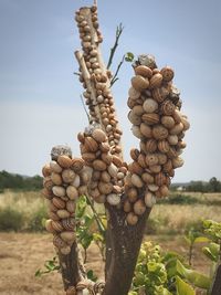 Close-up of stack on field against clear sky