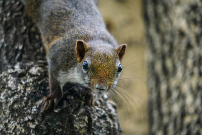 Close-up of squirrel