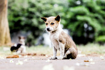 Portrait of dog looking away