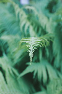 Close-up of fern leaves