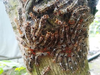 Close-up of caterpillar on tree trunk