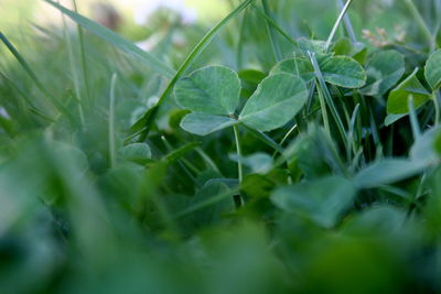 Close-up of green leaves