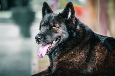 Close-up of black dog looking away