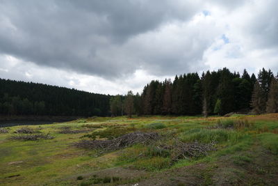 Scenic view of trees growing on field against sky