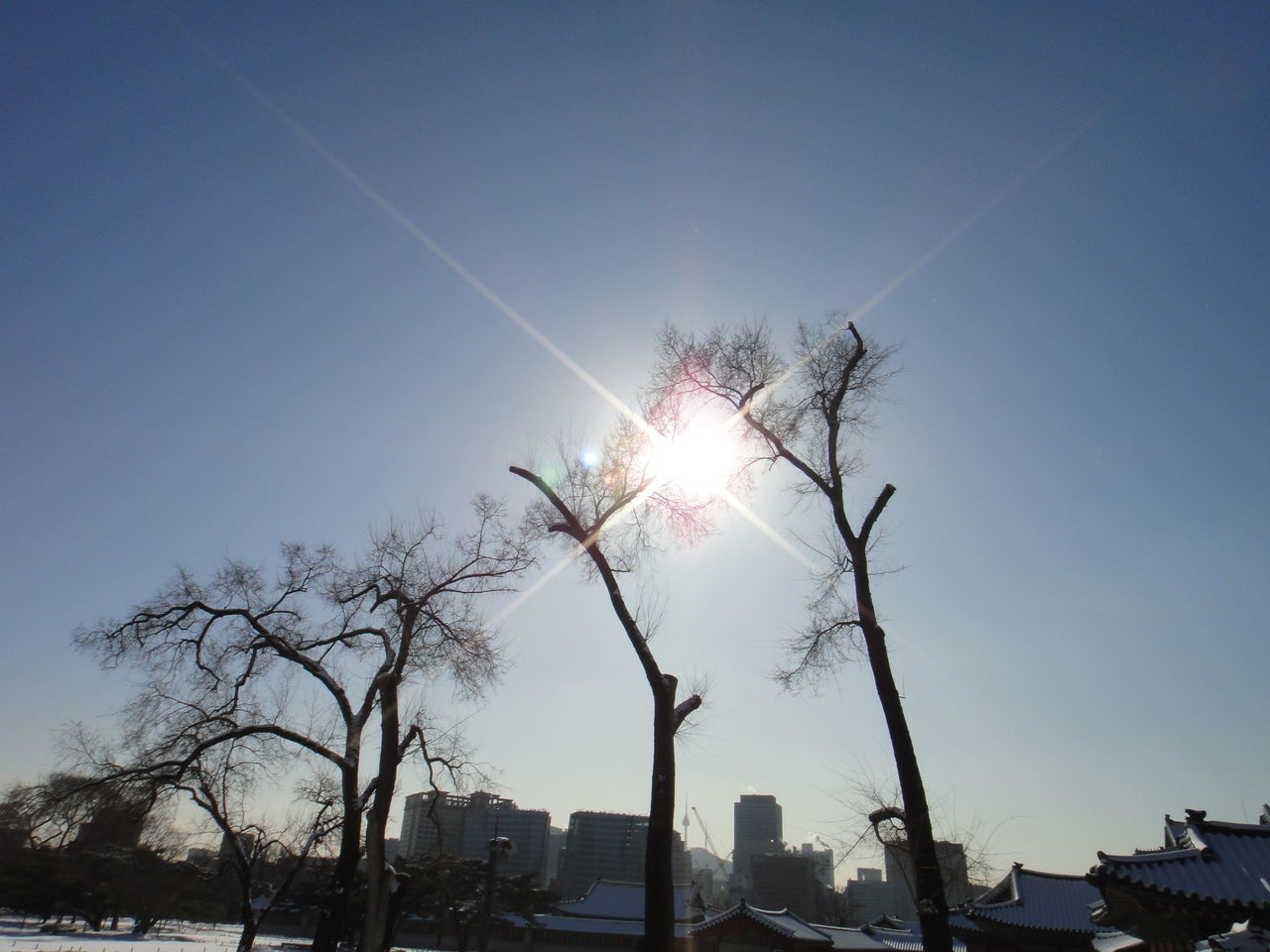 LOW ANGLE VIEW OF TREES AGAINST CLEAR SKY