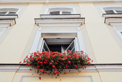 Window and flowerbox. window decorated with red geranium flowers. house wall with windows and
