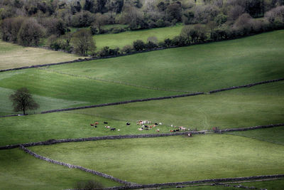 High angle view of birds on grassy field