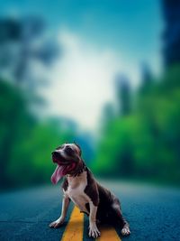 Portrait of a dog looking away