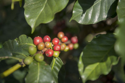 Close-up of berries growing on tree