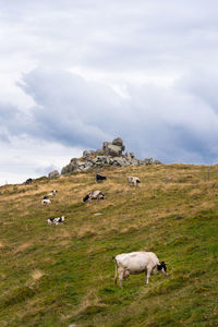 Sheep grazing in a field