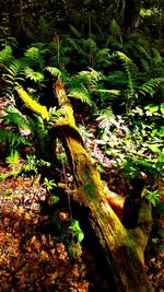 Close-up of tree trunk in forest