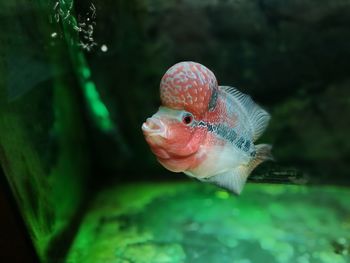 Close-up of fish swimming in aquarium