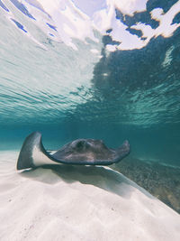 Close-up of stingray swimming undersea