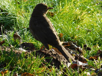 Black bird perching on a field