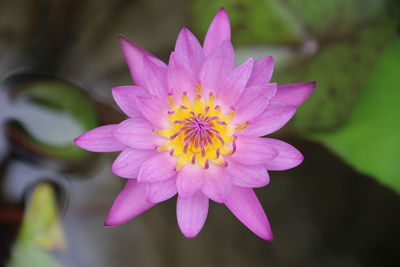 Close-up of pink flower