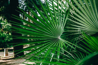 Close-up of palm tree leaves