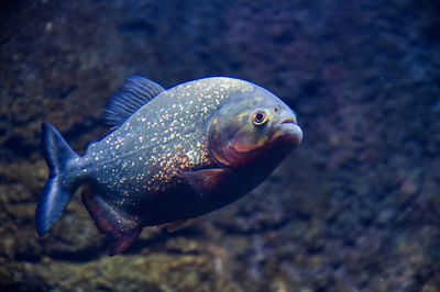 Close-up of pirana swimming in open water