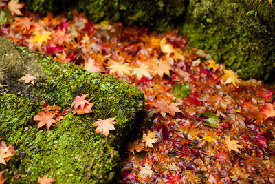 Full frame shot of autumn leaves