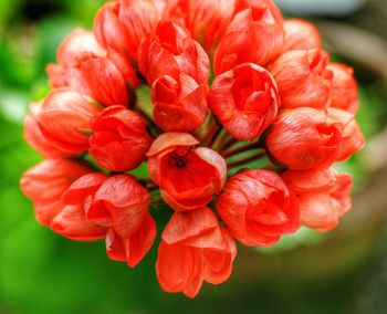 Close-up of red hydrangea flower blooming at park