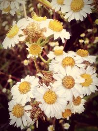 Close-up of insect on flowers