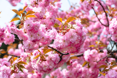 Close-up of pink cherry blossom