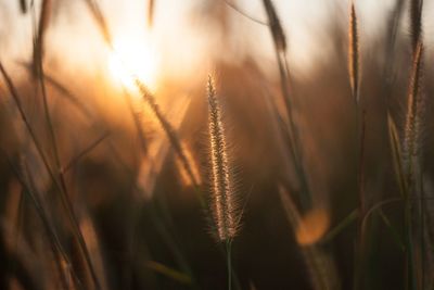 Close-up of stalks in field