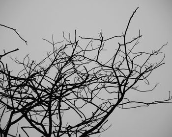 Low angle view of bare tree against clear sky