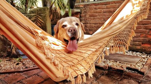 Portrait of dog on wood