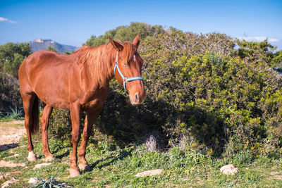 Horse in a field