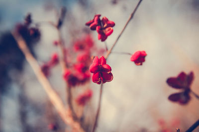 Close-up of red flowers blooming outdoors