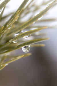 Close-up of plant