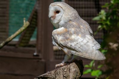 Close-up of owl perching on wood