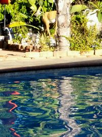 Pond with trees in background
