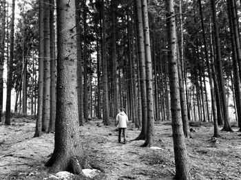 Trees in forest