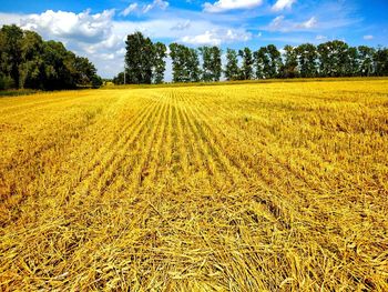 Scenic view of agricultural field against sky