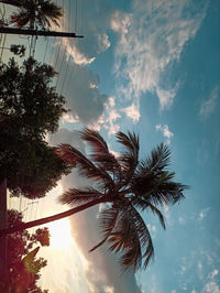 Low angle view of palm trees against sky