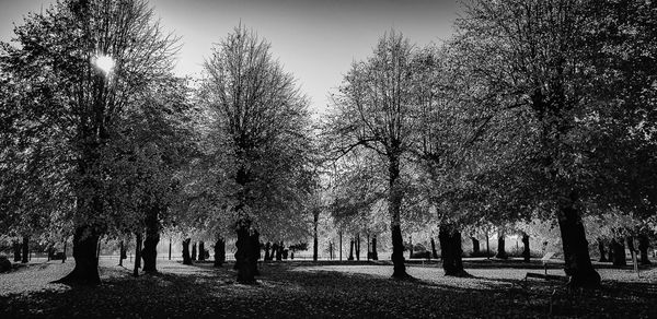 Trees in park during autumn