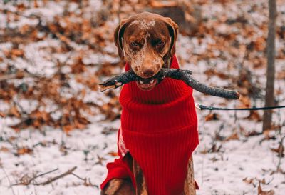 Portrait of dog in snow