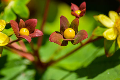 Close-up of yellow flowering plant