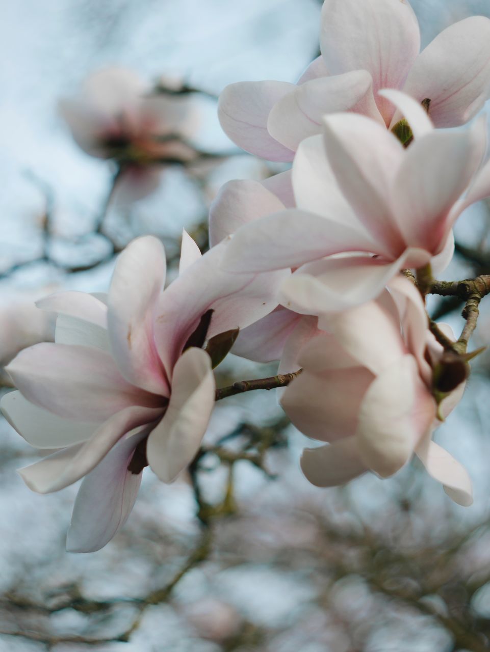 plant, flower, flowering plant, blossom, beauty in nature, freshness, spring, fragility, petal, magnolia, close-up, nature, growth, pink, tree, springtime, branch, focus on foreground, no people, flower head, inflorescence, macro photography, outdoors, white, day, selective focus, twig, botany, lilac, cherry blossom