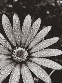Close-up of wet flower blooming outdoors