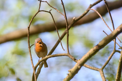 Low angle view of bird perching on branch