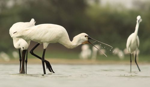 Cranes standing in lake water