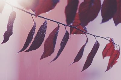 Close-up of leaves on plant against sky