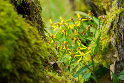 Close-up of grass