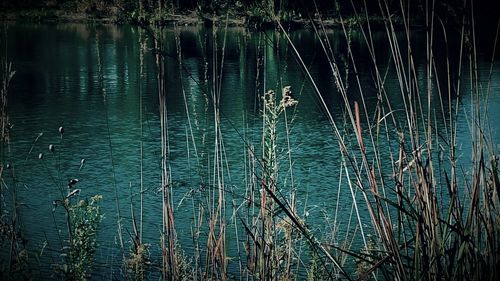 Reflection of trees in lake