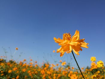 Close-up of yellow cosmos flower blooming against clear sky