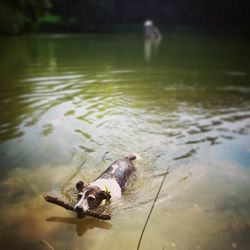 Dog looking at lake